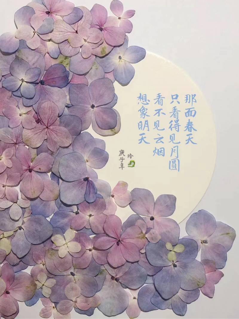 黄秋玲|爱花老广练就“十八般武艺”，只为留住花开最美瞬间