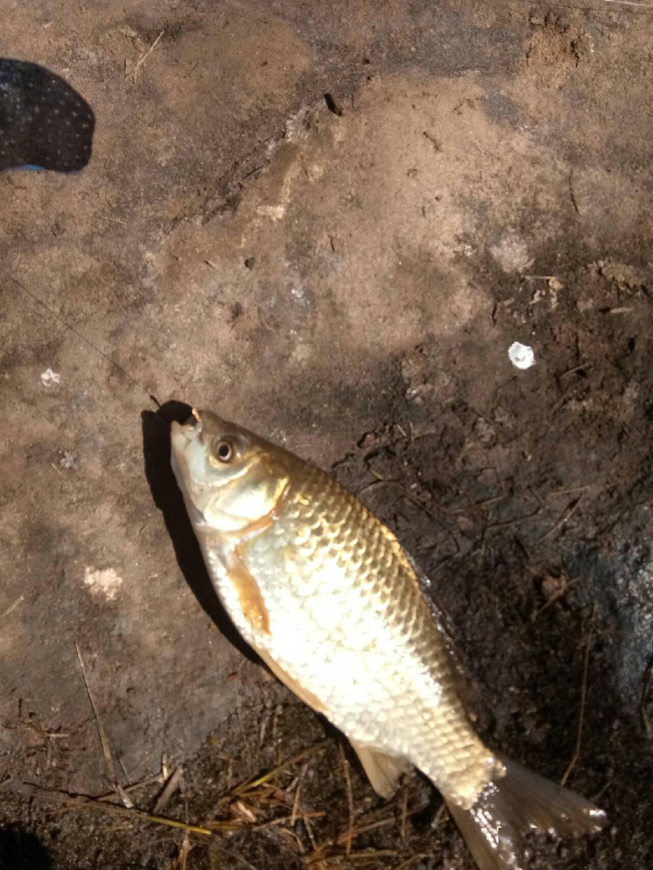 頻繁掛鉤斷線也未能阻止大板鯽爆護_麥穗_鯽魚_報告