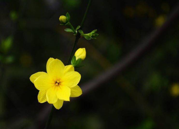 古诗词里的迎春花 风姿绰约 王照圆 梅花 画法