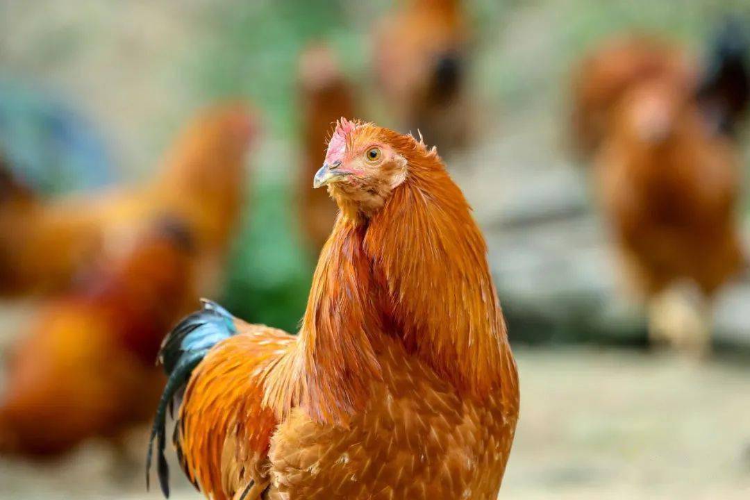 实力圈粉武平象洞鸡飞上人民日报