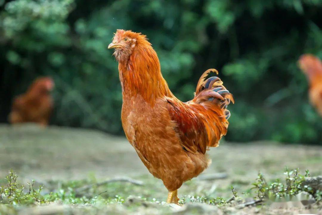 实力圈粉武平象洞鸡飞上人民日报