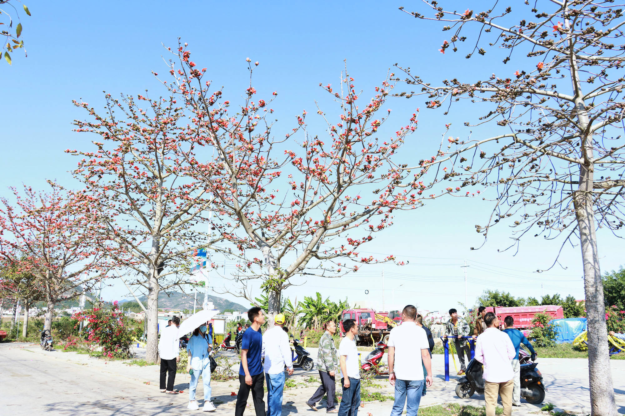 非法|【组图】海南昌江：木棉花开迎春来