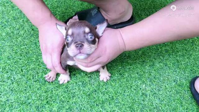 巧克力三色公微微体微体恶霸犬萌宠恶霸犬的日常生活