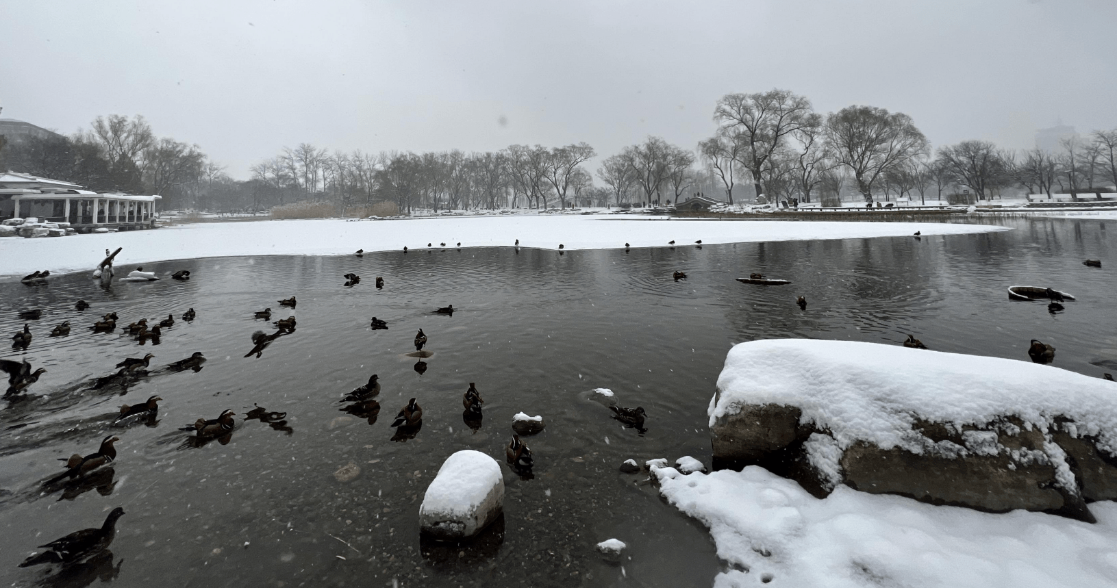 白雪|红灯映白雪，秒变“雪容融”！京城公园已吸引7万人次打卡