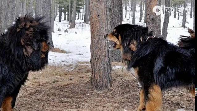藏獒碰到蒙古獒会摩擦出什么火花谁更厉害谁会赢