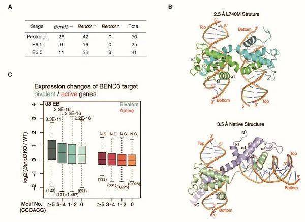 genes|研究揭示CpG岛结合蛋白BEND3调控分化过程中二价基因转录的功能