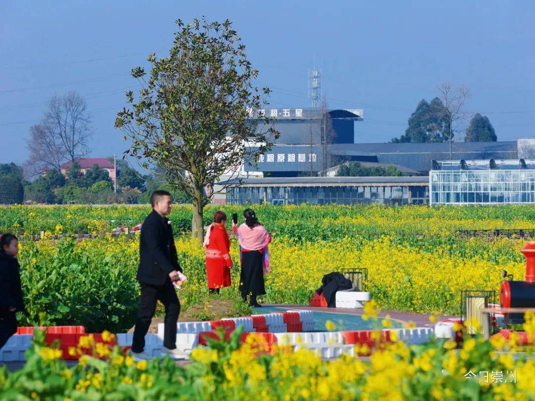 崇州虎年第一波油菜花海上線_五星村_溼地_白頭鎮