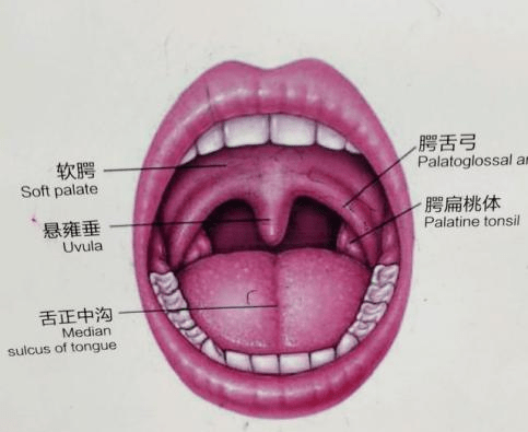 做核酸最怕被"采"那一刻?这些常识您必须了解_人员_检测_咽部