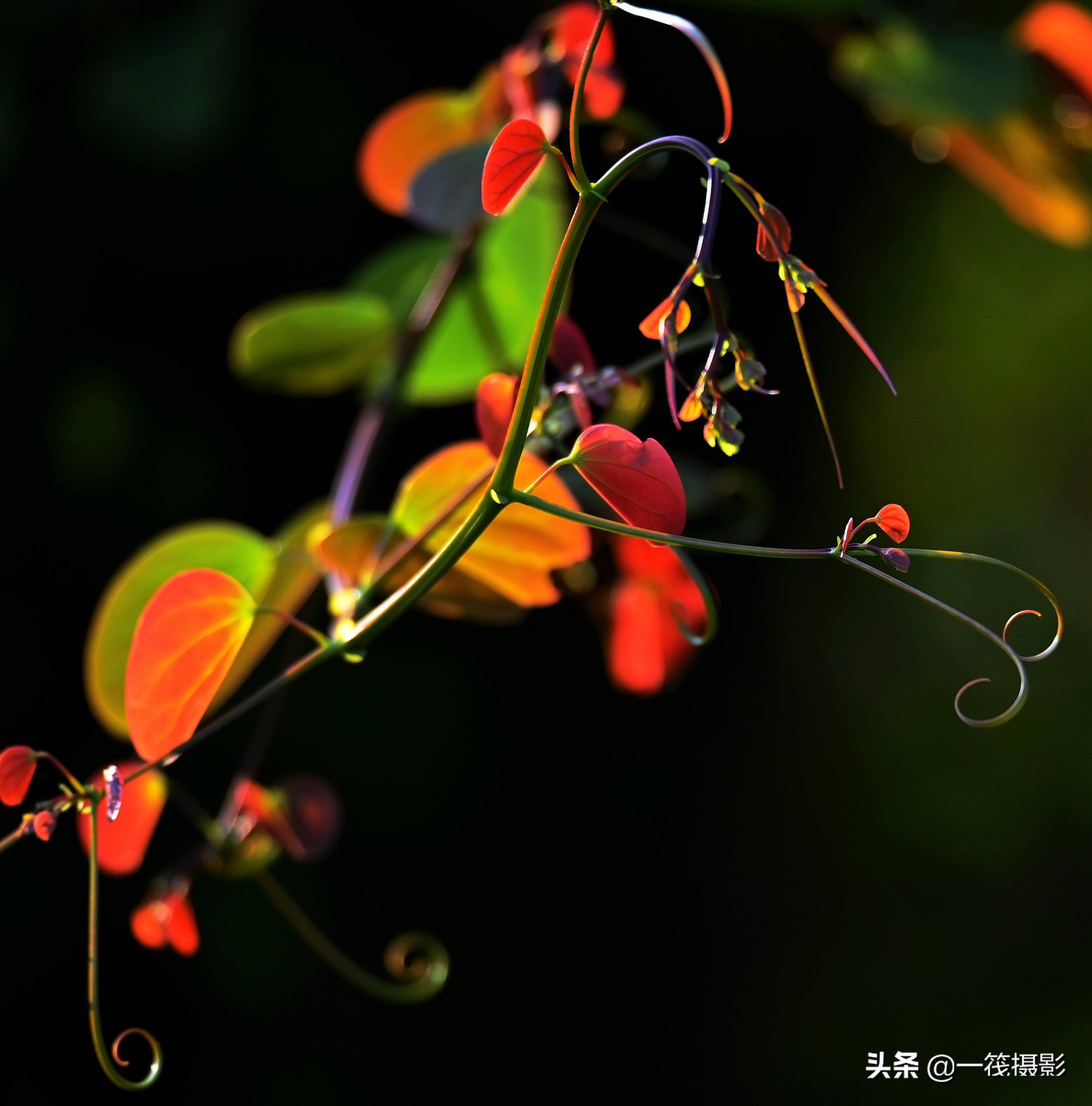 逆光之藤囊托羊蹄甲