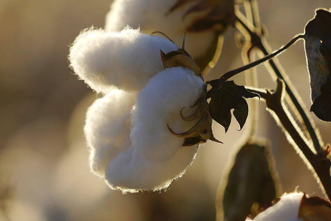 新疆棉花到底藏着多少中国科技树