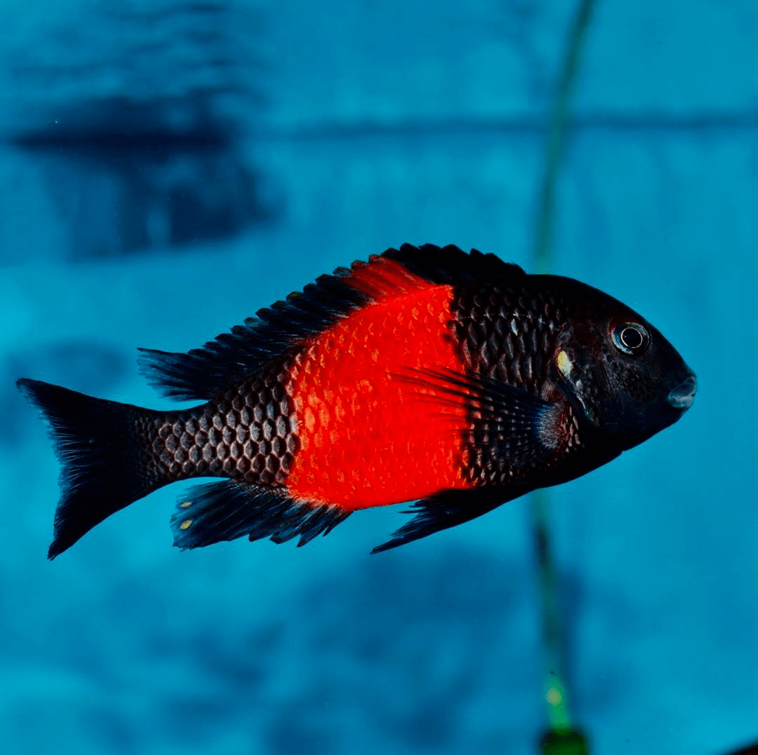 品種)火狐狸蝴蝶(tropheus moorii 