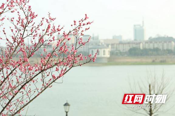 市民|早春时节春意闹 梅花枝头俏