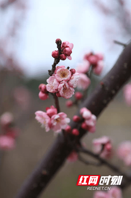 裴瑶|澧县城头山：梅花开了，春天来了