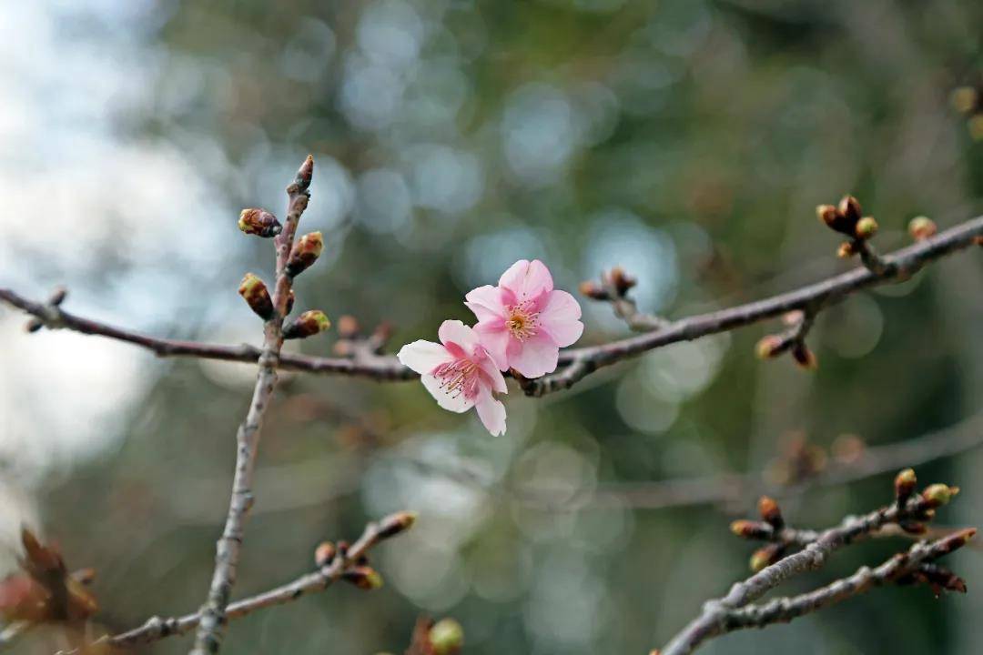 影响|今年上海第一波樱花将何时绽放？河津樱预计晚到几日但很灿烂