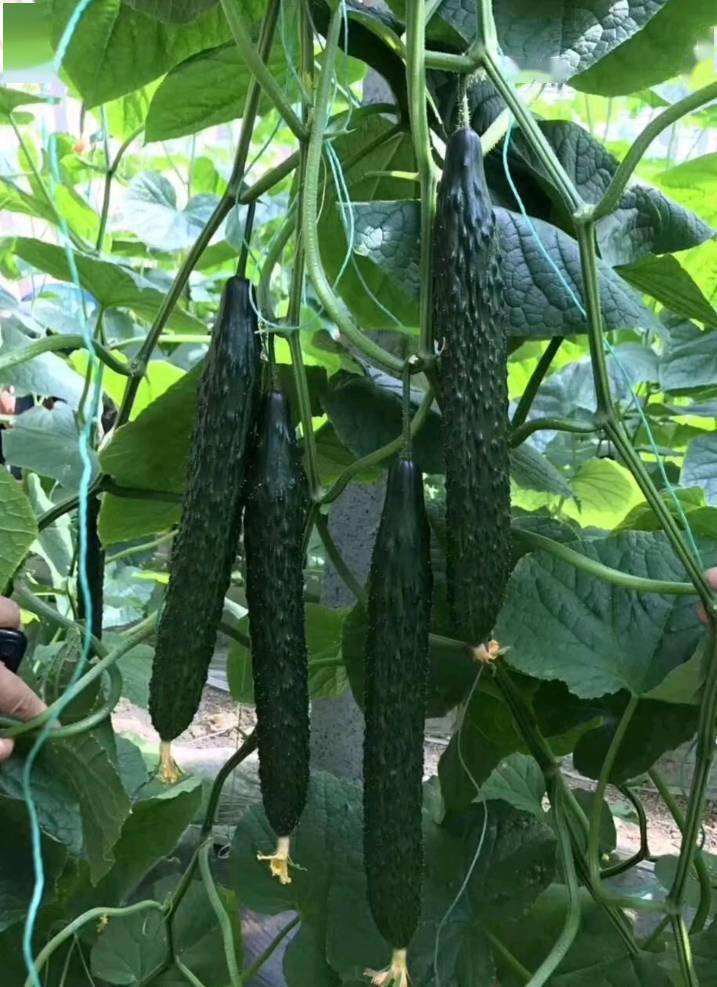 早春适合种的黑亮型黄瓜品种瓜长3033厘米短把密刺品质佳