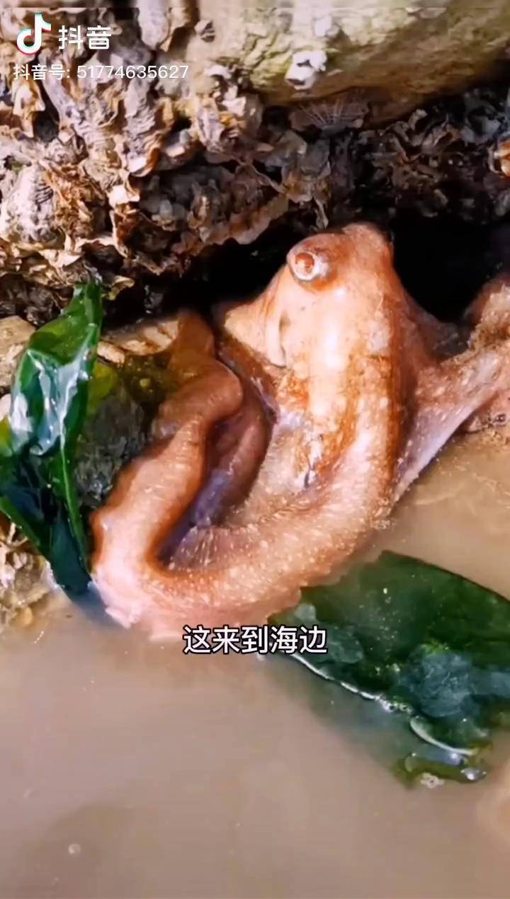 趕海戶外抓海鮮八爪魚海鮮美食