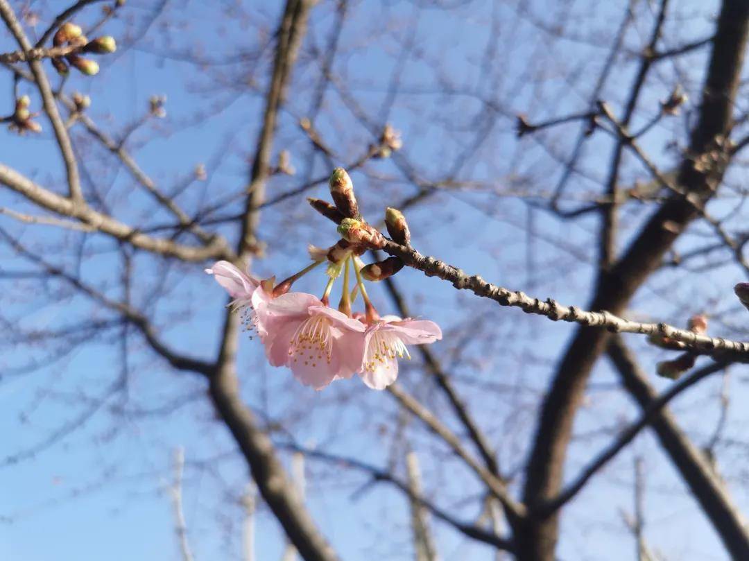 影响|今年上海第一波樱花将何时绽放？河津樱预计晚到几日但很灿烂