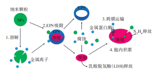 納米材料對厭氧氨氧化系統影響的作用機理主要分為金屬離子的釋放以及