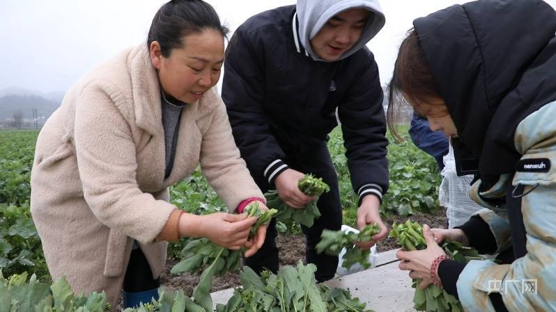 动力|贵州贵定：油菜添动力 农旅结合赋能乡村振兴