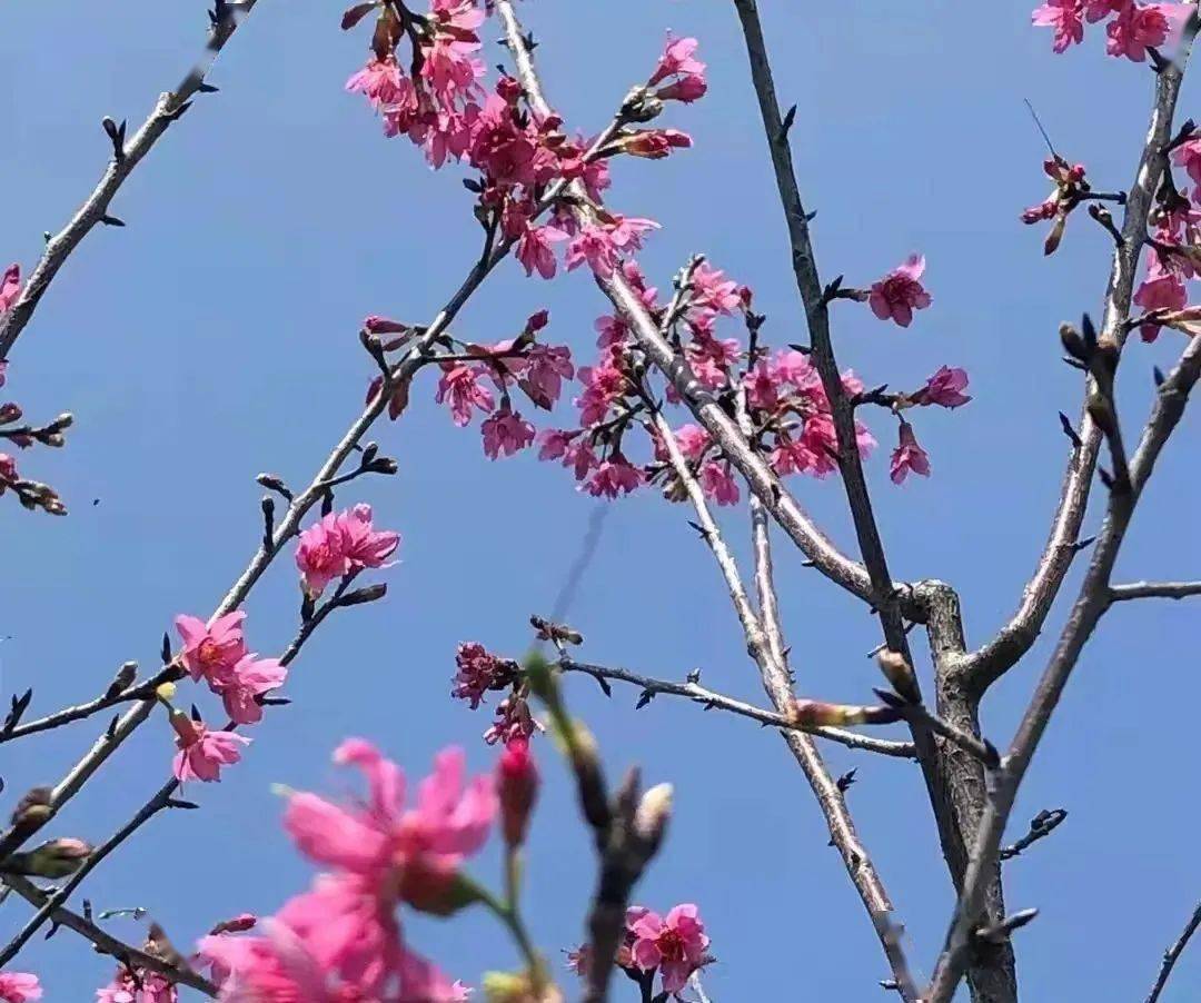 一周一景 美翻了 松山湖春季 校花 正在派送中 校园 学子 樱花