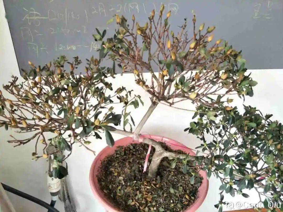 技巧| 花成了光杆司令，套袋子里捂3天，枯枝长满绿芽_搜狐网