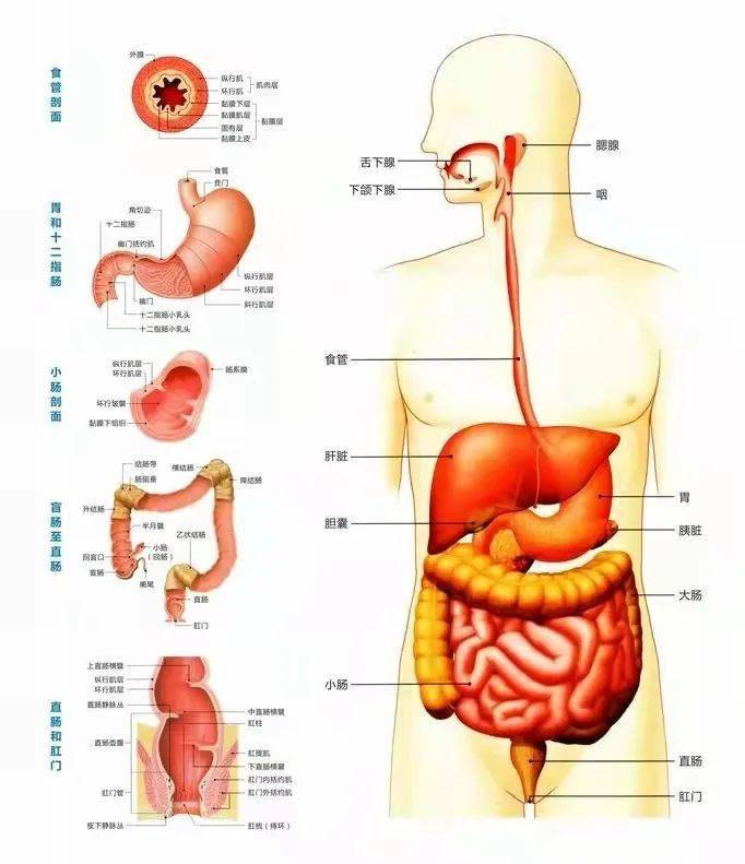 关节痛,软组织损伤,肩关节周围炎,急性腰扭伤,梨状肌综合征,腰椎间盘