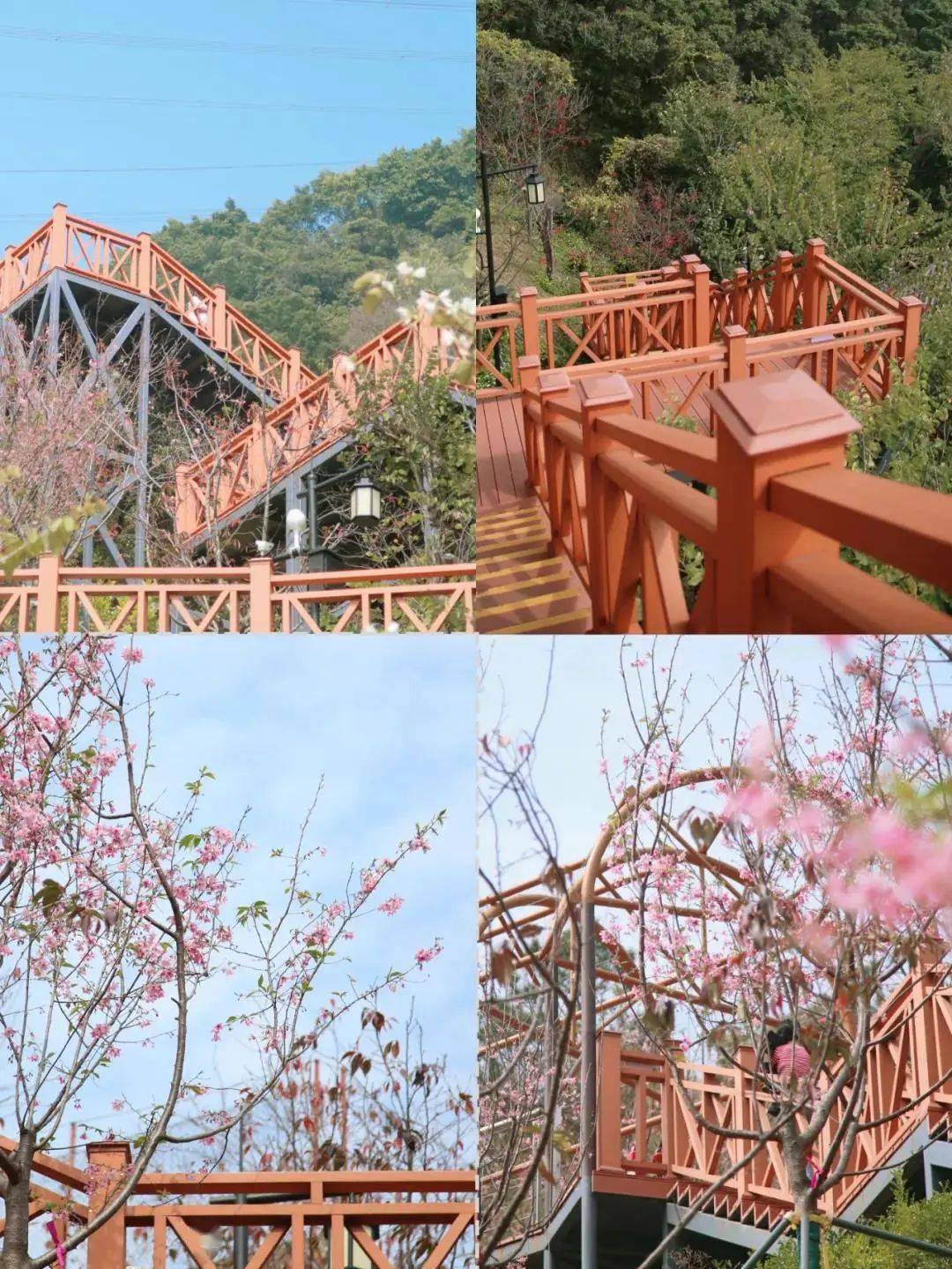 赤湾樱花季来了～_南山区_深圳_公园