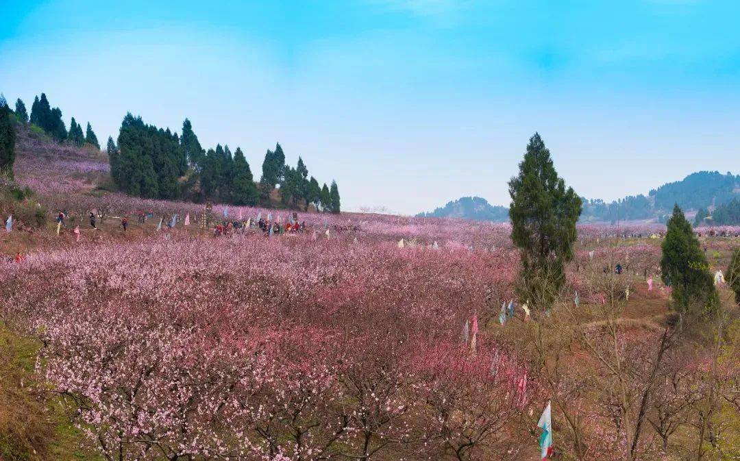 遠遠望去滿山遍野的油菜花和桃花交相輝映三月將至,桃花花期將臨這個