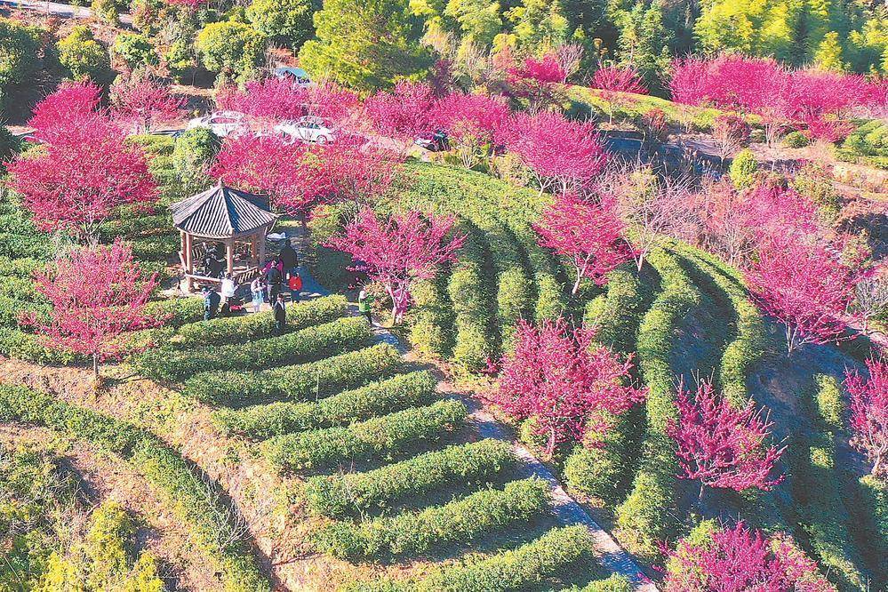 龚雯|福建高山茶园樱花绽放