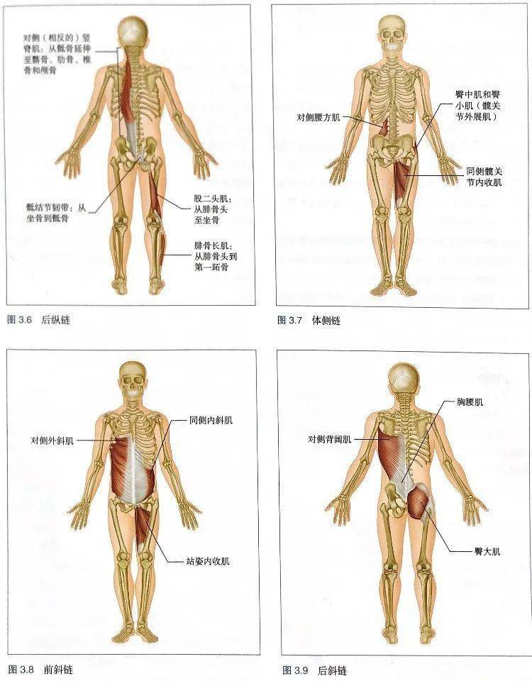 人体十二条肌肉链图片