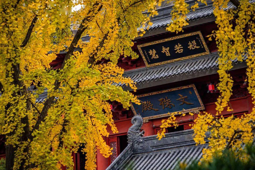 灵动无双灿烂如光四季流转间的金山去10000次都不够