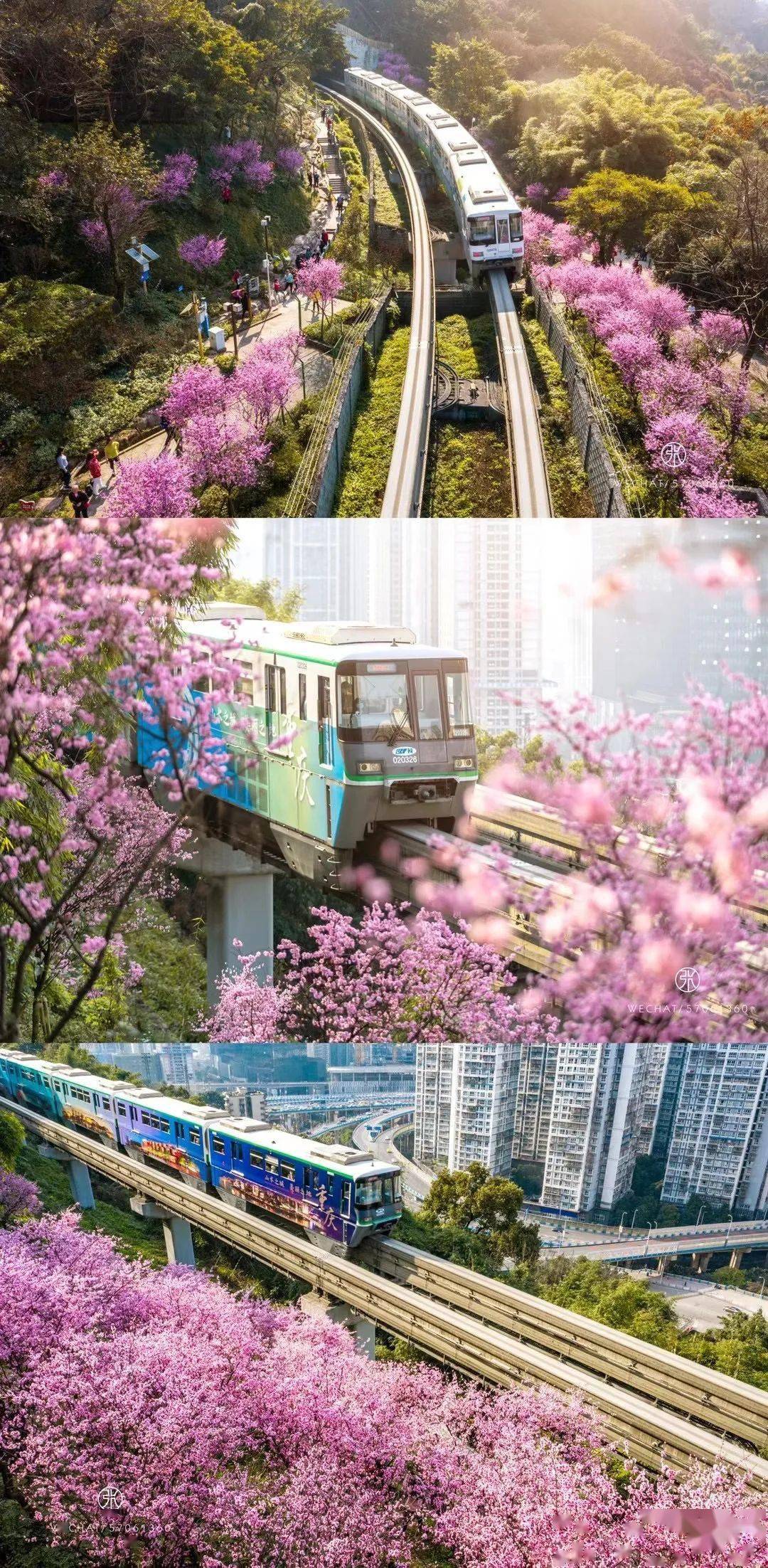 快上车重庆开往春天的列车又来了最全路线
