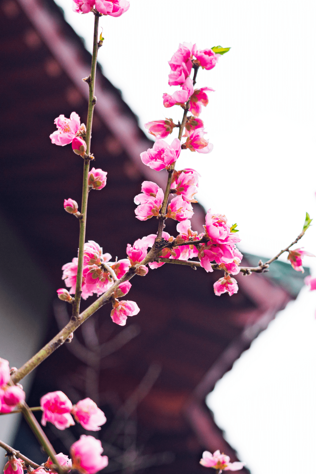 雨水乍暖還寒深紅淺紅江城桃花始盛開