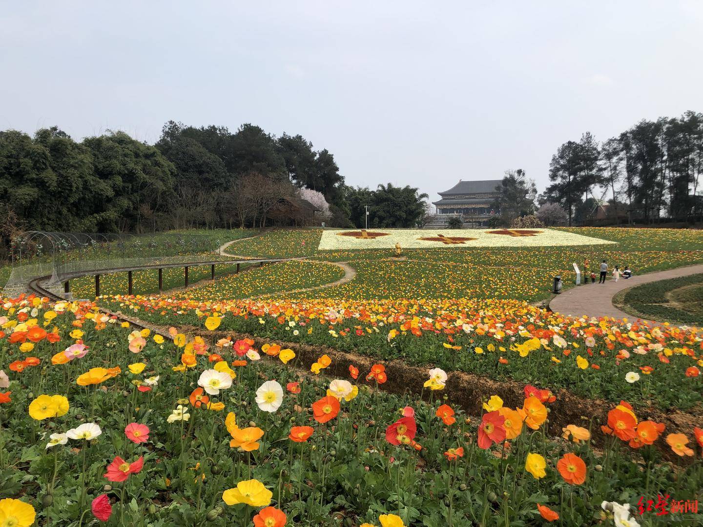 指数|玉兰、油菜花、杏花……成都首次发布公园城市春花观赏指数