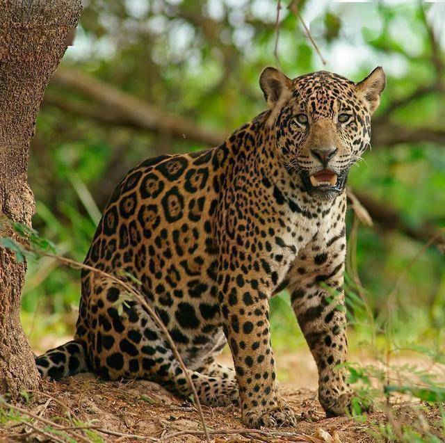 盘点战力最强的12种动物