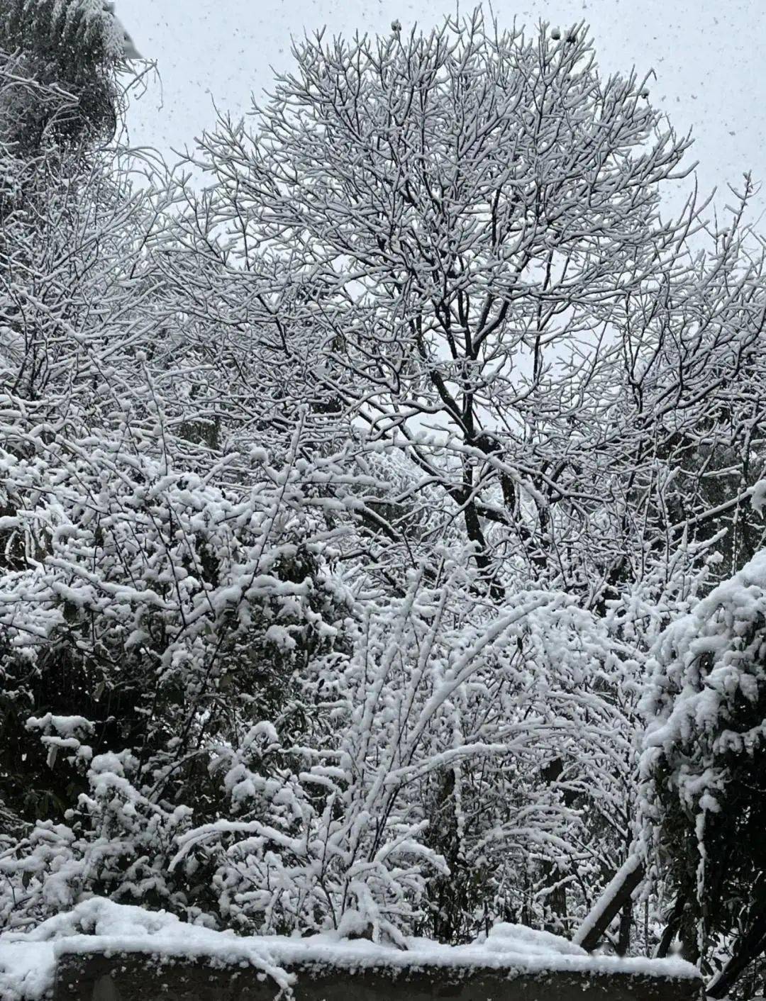 义乌上溪大草坪下雪图片