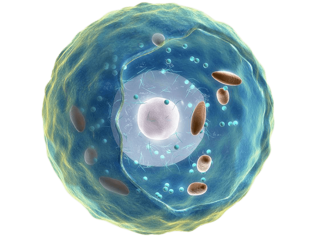 高中生物细胞的结构超清图