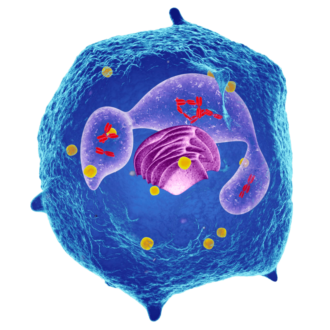 高中生物细胞的结构超清图