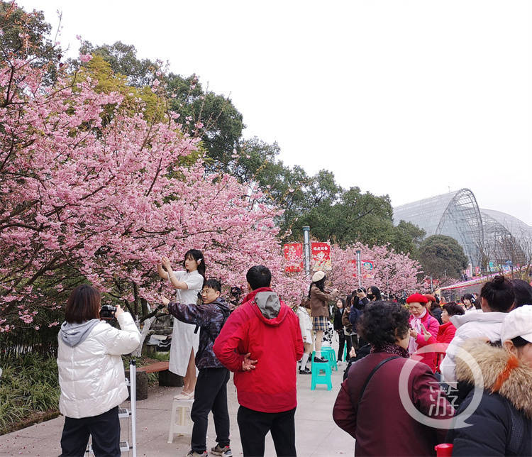 南山植物園早櫻盛放!花期將持續至4月初_櫻花_品種_市民