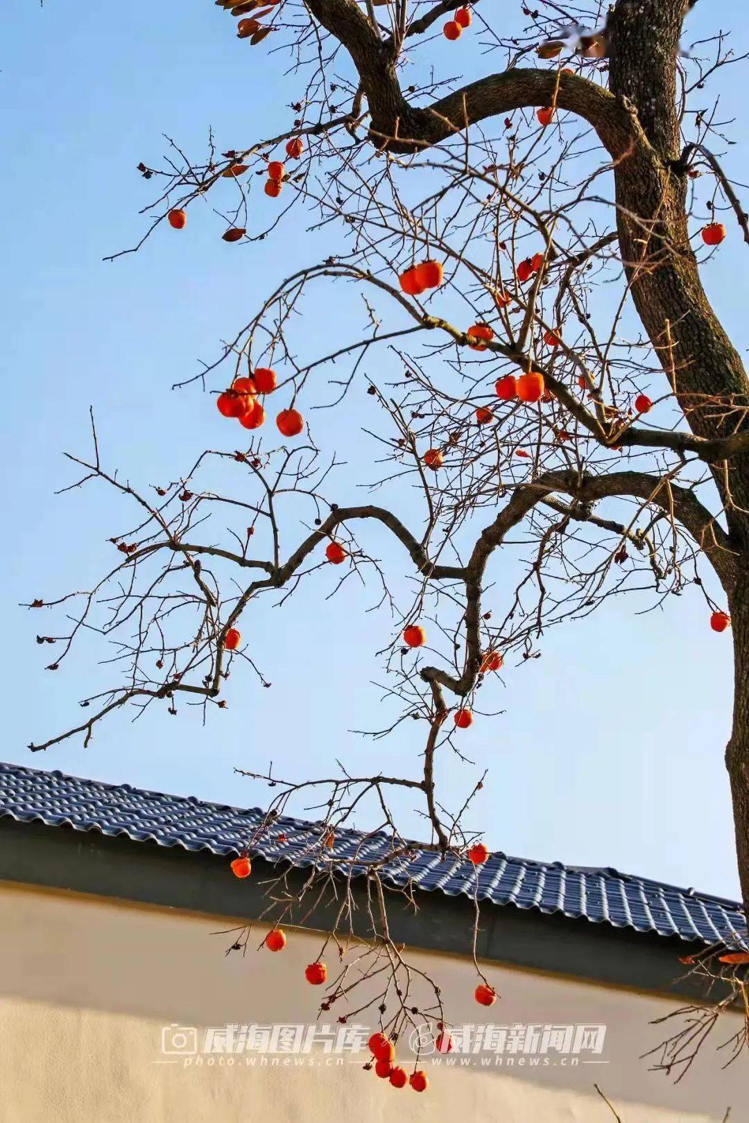 季节|写给威海的「情书」