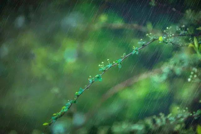 雨水丨好雨知时节当春乃发生