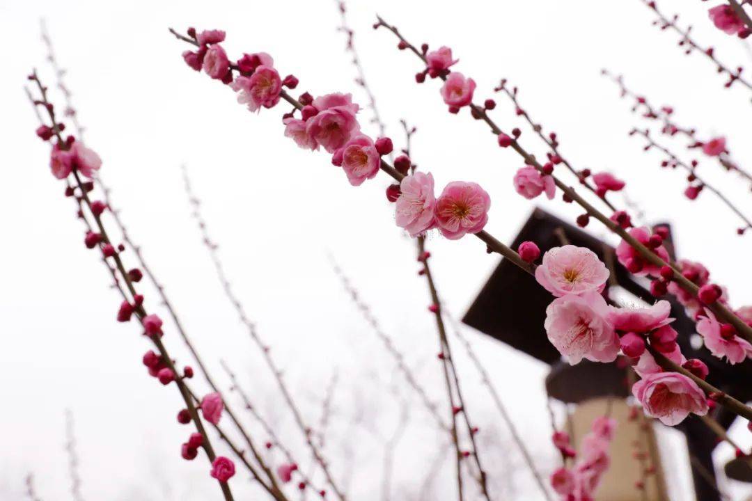 温泉路|探梅！与美景和芳香撞个满怀~