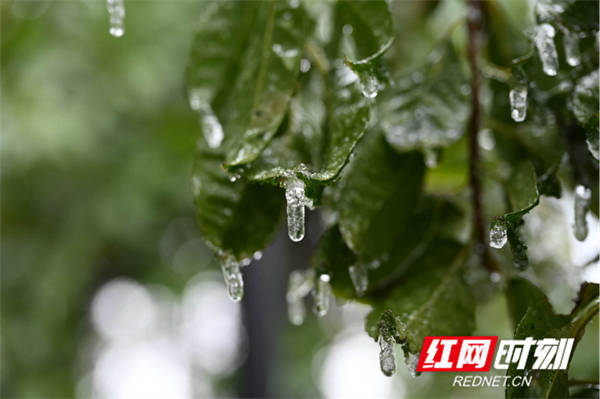 冰凌|湖南蓝山：虎年开春降瑞雪