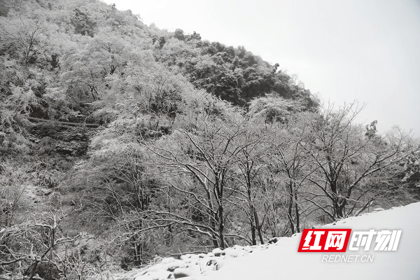 童话|湖南新田：春雪绘美景