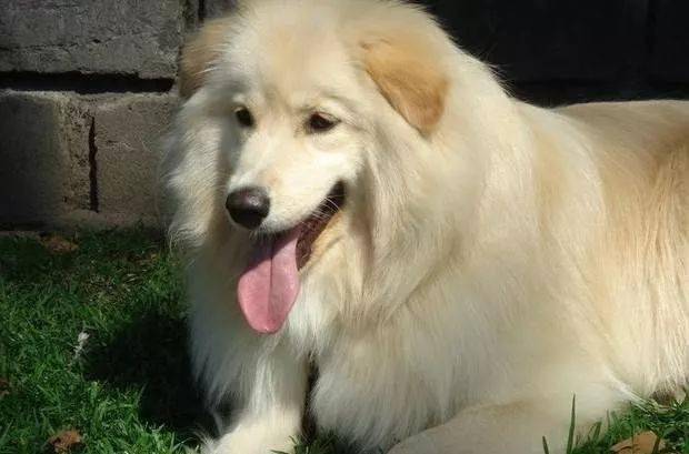 大金毛的混血宝宝们,这颜值一个比一个高啊!_柯基_基因_那大