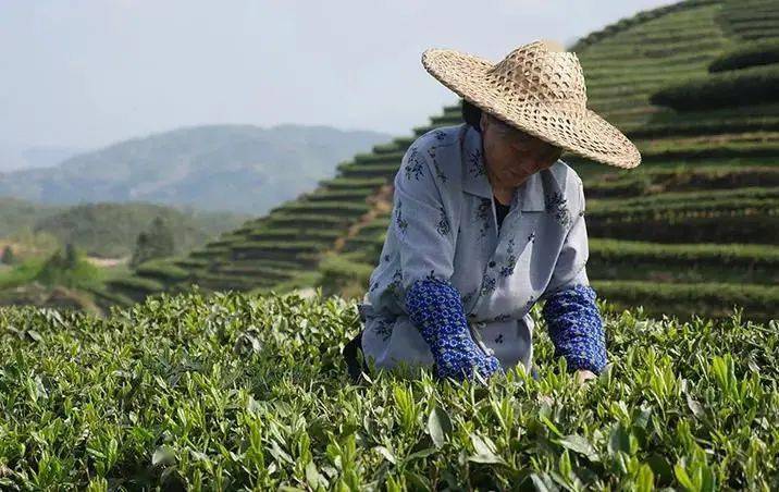 政和|政和高山10年陈荒野白茶,双非遗大师力作,醇厚山野韵,难得一遇稀缺体验!