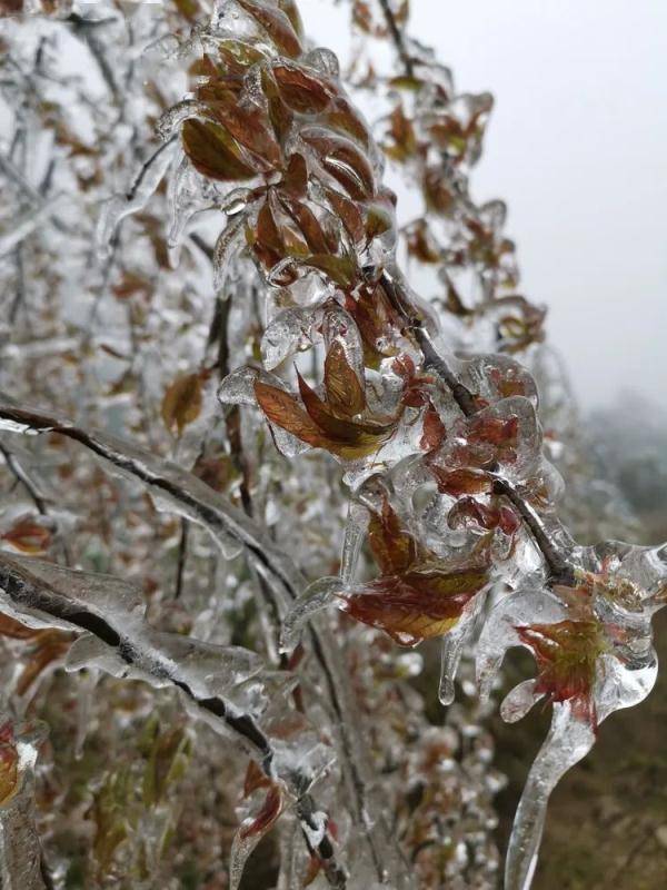 广东|万物皆可“冰墩墩”！广东多地迎来雾凇冰挂“雪景”奇观，美不胜收