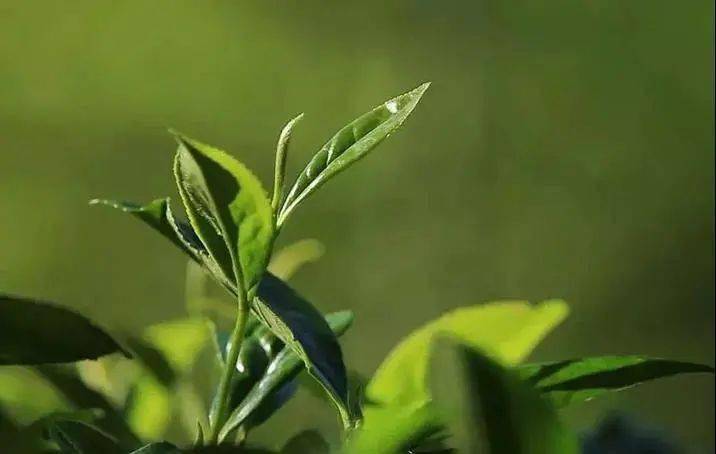 政和|政和高山10年陈荒野白茶,双非遗大师力作,醇厚山野韵,难得一遇稀缺体验!