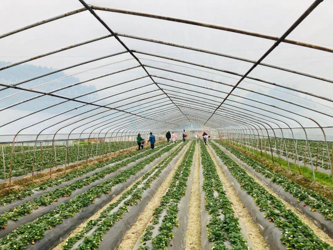 生态宜居鱼峰区多措并举牢牢守住耕地红线