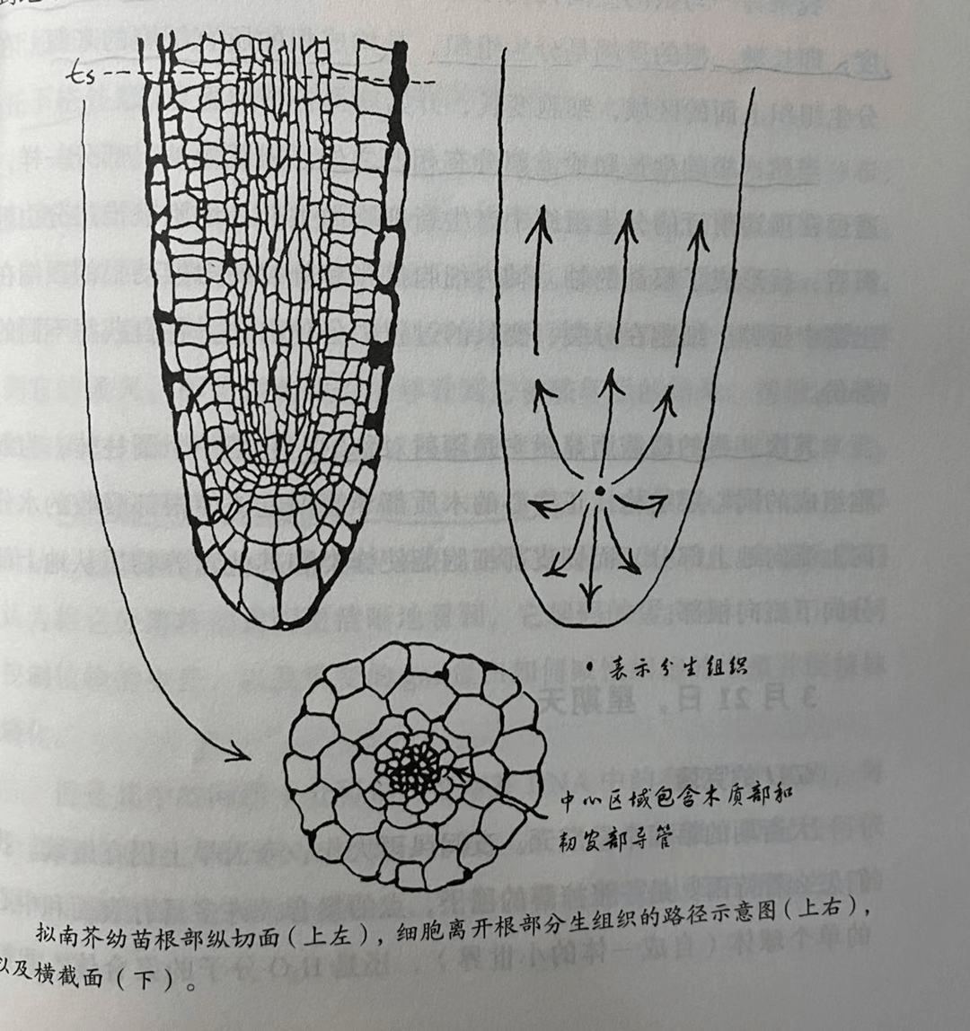 壹木自然读书会|种子的自我修养_研究_植物_因为